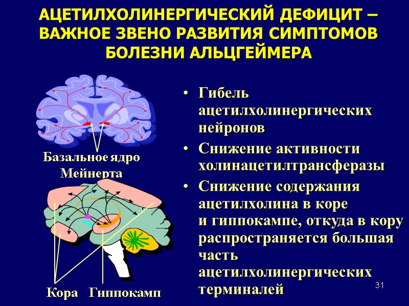 31 Базальное ядро Мейнерта АЦЕТИЛХОЛИНЕРГИЧЕСКИЙ ДЕФИЦИТ – ВАЖНОЕ ЗВЕНО РАЗВИТИЯ СИМПТОМОВ БОЛЕЗНИ АЛЬЦГЕЙМЕРА Гибель